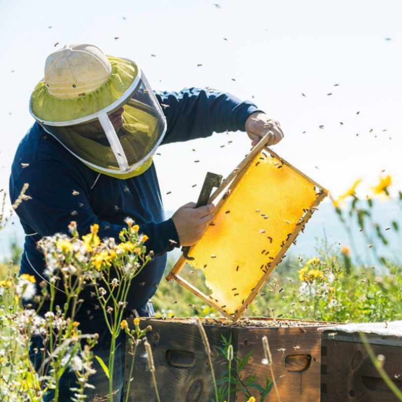 waxelene beekeeper