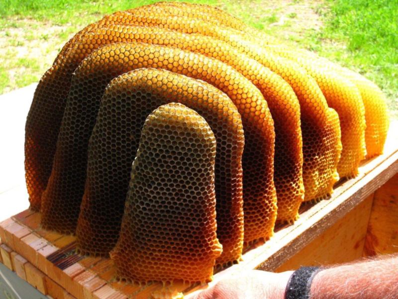 waxelene honeycomb