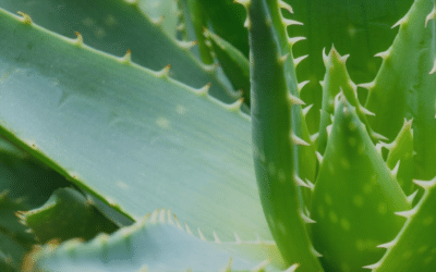 Aloe Vera Benefits for Radiant Skin